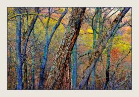 Landscape 86117 by Steven Agard