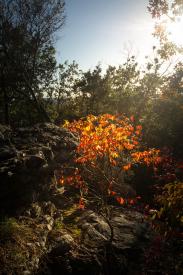 Burning Bush by Martin Keey