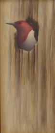 Red-headed Woodpecker by Bruno Ertz