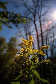 Last Ray of Sunshine by Martin Keey