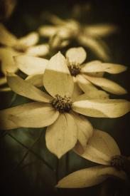 EcoTherapy #2 by Martin Keey