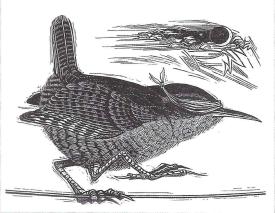 Resolute Wren by Raymond Gloeckler