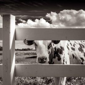 Linda's Farm by Michael Knapstein