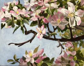 Apple Blossoms by Pamela Grabber