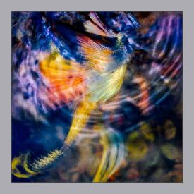 Manifestation 2755 by Steven Agard