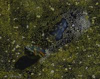 Turtle in Duckweed by Valerie Mangion