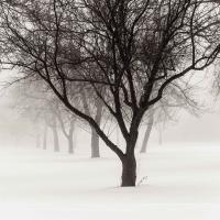 December Fog by Michael Knapstein